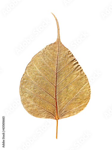 Obraz na plátně Pho leaves white background,The Bodhi tree is a very important tree in Buddhism