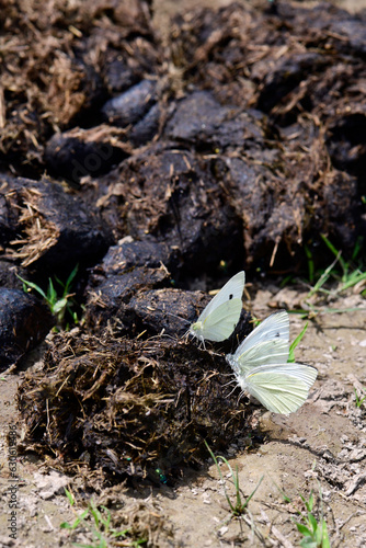 Green-veined white on Horse manure // Rapsweißling an Pferdemist (Pieris napi) photo