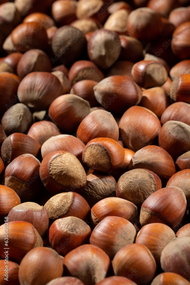 Hazelnuts as background. Hazel nuts in shell. Hazelnuts as background. Hazel nuts in shell.