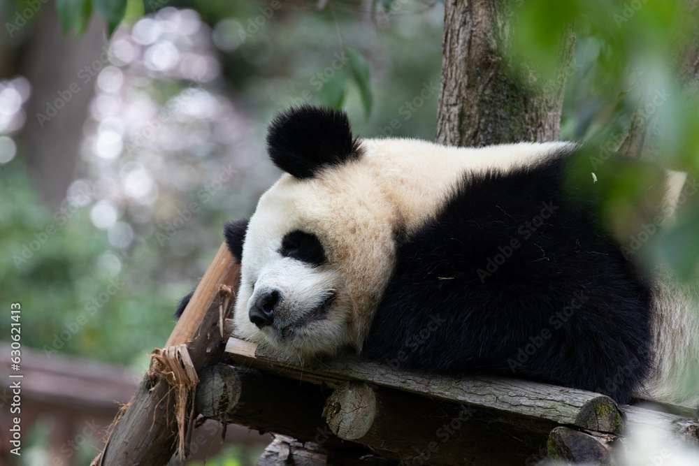 Obraz premium Close up Giant Panda in Chengdu Panda Base