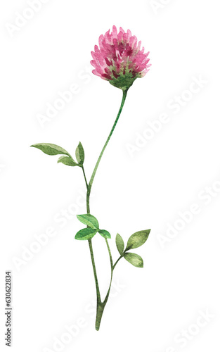 Watercolor wild flowers and grass. Pink clover flower isolated on white background