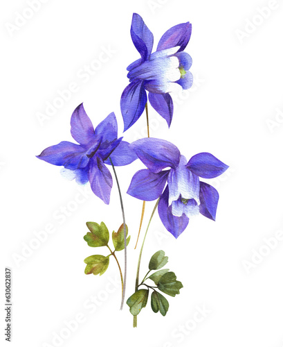 Watercolor wild flowers and grass. Bouquet of aquilegia on a white background