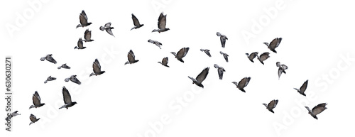 flying birds formation of pigeons many  isolated for backgound