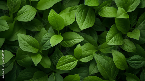 Verdant Splendor: High-Quality Close-Up of Green Plants 