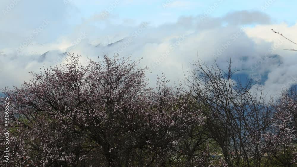 Nyingchi Prefecture in Tibet, Peach blossom in full bloom in spring. Nyingchi Prefecture in Tibet, Peach blossom in full bloom in spring.