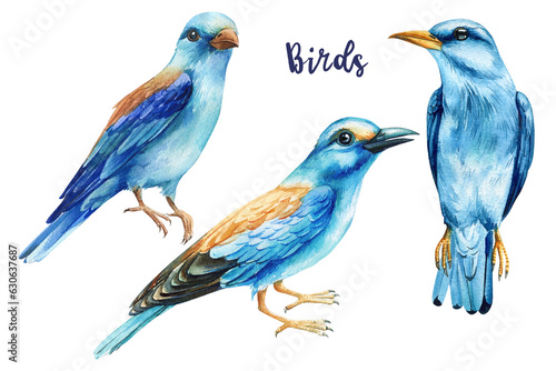 Birds set. Watercolor hand painted illustration isolated on white background. Blue bird, Roller, Coracias garrulus photo