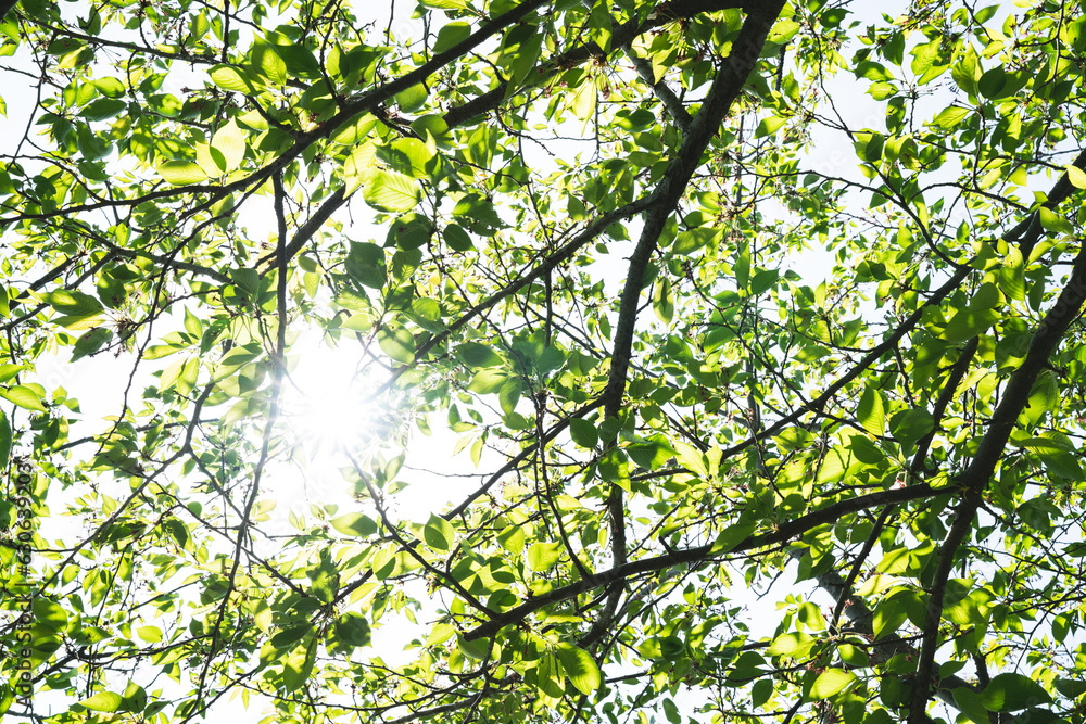 春の木漏れ日