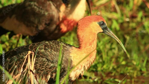 Sun kissed buff necked ibis ducking for food at cerrado region  photo