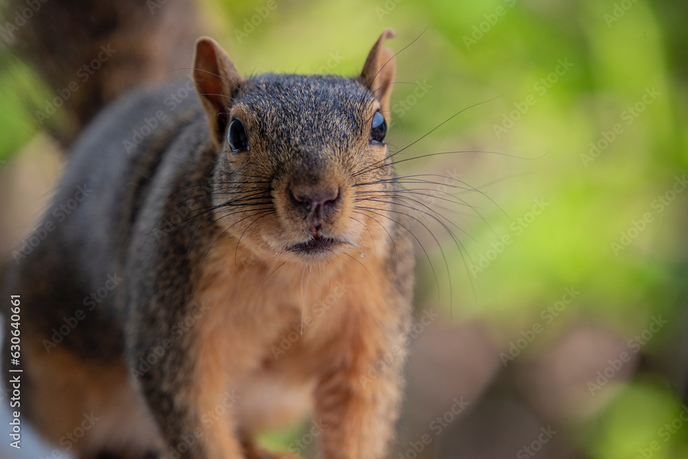 squirrel eating nut squirrel eating nut