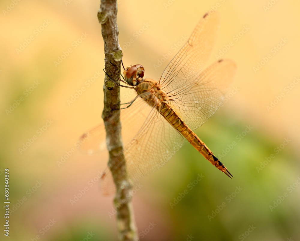 dragonfly on a branch dragonfly on a branch