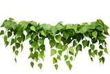 Jungle vine hanging ivy plant bush isolated on white background