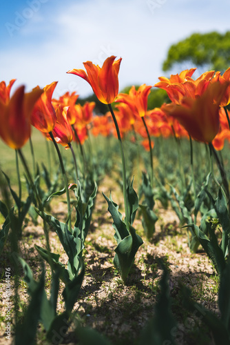 オレンジのチューリップ