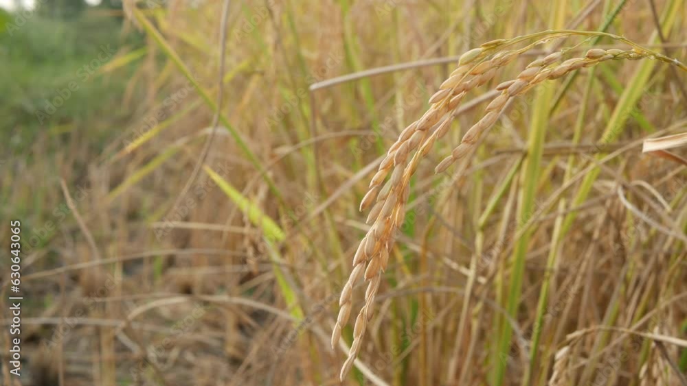 Yellow rice field terrace. . Ripe rice plantation Green ear of rice in paddy rice field. Agriculture industry, Yellow rice field terrace. . Ripe rice plantation Green ear of rice in paddy rice field. Agriculture industry,