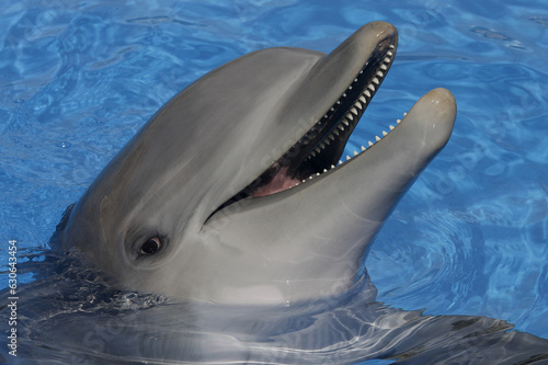 Delfine oder Delphine (Delphinidae) schaut aus Wasser