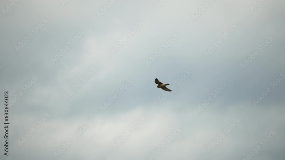 Predator falcon bird hovering in air, hunting for food on ground. Soaring falcon or hawk froze in the air above the ground, ready to rush down for prey. Slow motion Predator falcon bird hovering in air, hunting for food on ground. Soaring falcon or hawk froze in the air above the ground, ready to rush down for prey. Slow motion