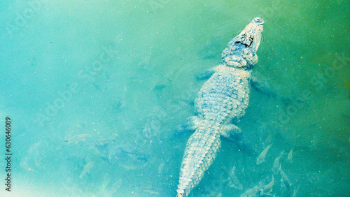 top view of a crocodile swimming in the tropics