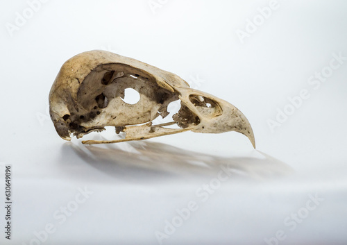 Skull hawk on white background