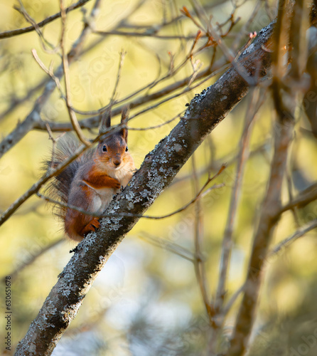 Tapety artystyczne Eurasian red squirrel 
