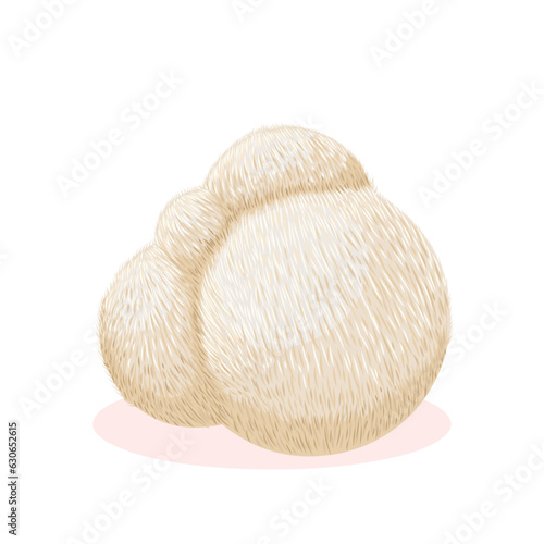 Vector illustration, lion's mane mushroom, isolated on white background.
