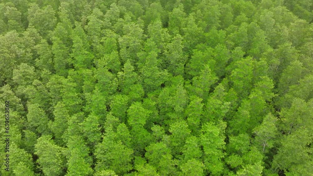 aerial view of dark green forest Abundant natural ecosystems of rainforest. Concept of nature forest preservation and reforestation. aerial view of dark green forest Abundant natural ecosystems of rainforest. Concept of nature forest preservation and reforestation.