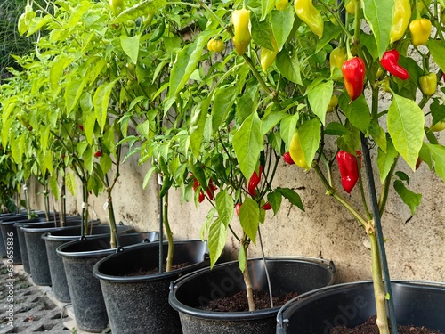 Harvesting red hot chilli peppers ers in pot. Habanero peppers. 