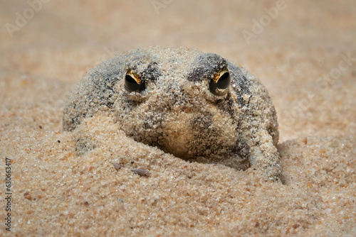 The Desert Rain Frog, Web-footed Rain Frog, or Boulenger's Short-headed Frog (Breviceps macrops) is a species of frog and found in Namibia and South Africa. photo