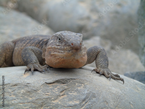 Gran Canaria giant lizard, Gallotia Stehlini, large endemic reptile species resting on a rock