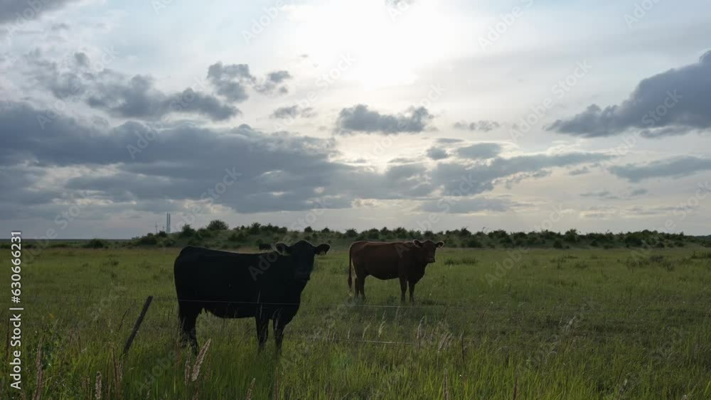 Two cows grazing in the meadow in the evening, pasture cloudy summer weather. Two cows grazing in the meadow in the evening, pasture cloudy summer weather.