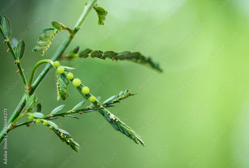 Egg woman or phyllanthus niruri branch fruits on natural background. Egg woman or phyllanthus niruri branch fruits on natural background.