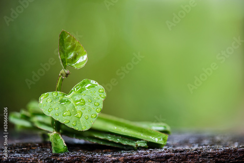 Cissus quadrangularis branch green leaves on natural background. photo