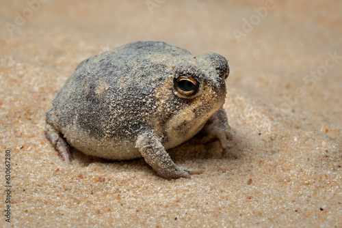 The Desert Rain Frog, Web-footed Rain Frog, or Boulenger's Short-headed Frog (Breviceps macrops) is a species of frog and found in Namibia and South Africa.