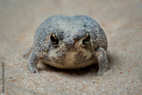 The Desert Rain Frog, Web-footed Rain Frog, or Boulenger's Short-headed Frog (Breviceps macrops) is a species of frog and found in Namibia and South Africa. photo