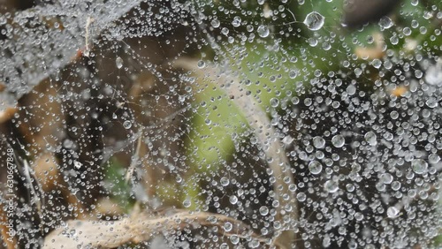 Dew on cobweb on blurred background of plants in the autumn. Spider web with water drops close-up