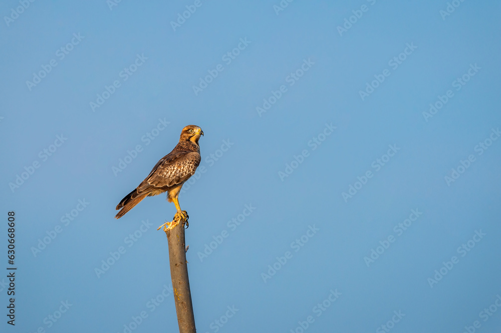 White eyed buzzard or Butastur teesa bird closeup perched in natural blue sky background at tal chhapar blackbuck sanctuary churu rajasthan india asia White eyed buzzard or Butastur teesa bird closeup perched in natural blue sky background at tal chhapar blackbuck sanctuary churu rajasthan india asia