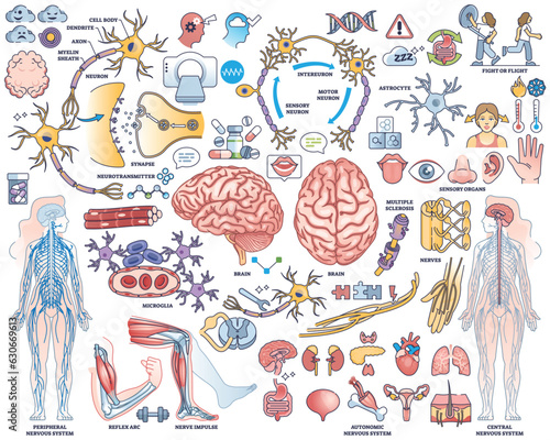 Human nervous system with nerve, brain and cord items outline collection set. CNS and peripheral elements for biology, anatomy or medicine sensory research vector illustration. Labeled body assets.