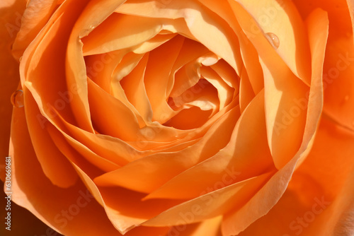 splendid apricot color rose background. extreme macro footage