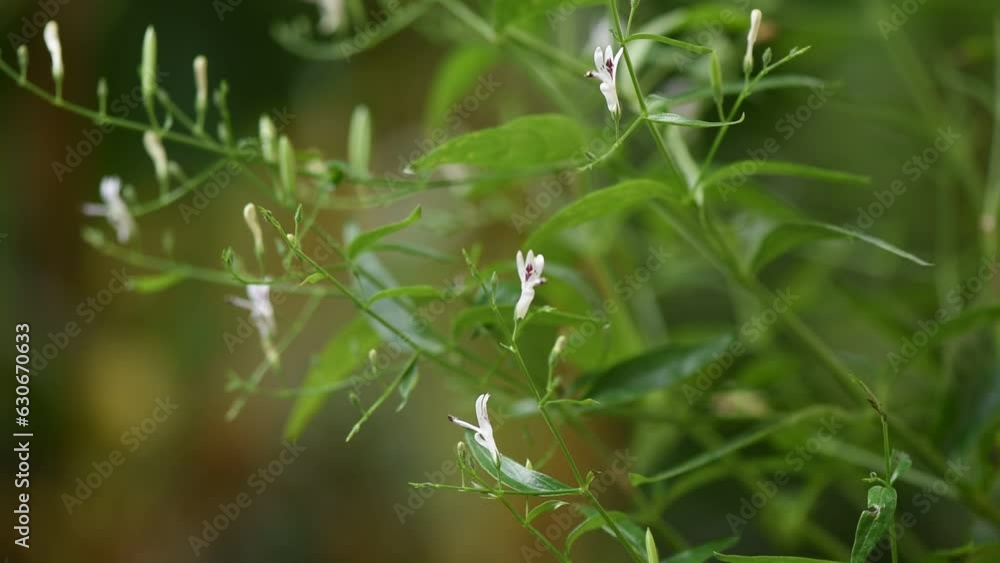 Kariyat or andrographis paniculata branch flowers on natural background. Kariyat or andrographis paniculata branch flowers on natural background.