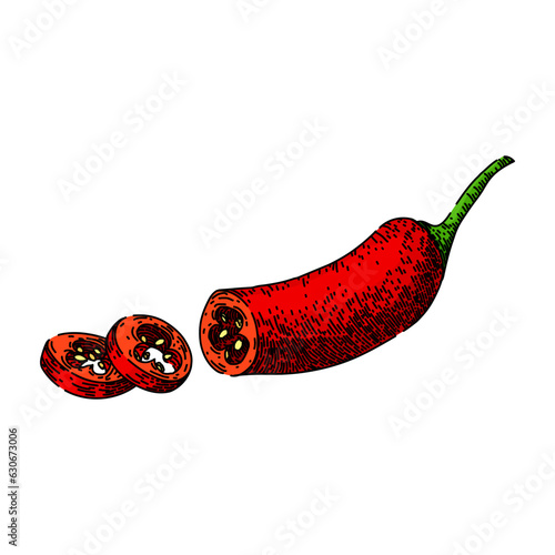 red chili pepper hand drawn. chilli paprika, organic spice, chile ripe red chili pepper vector sketch. isolated color illustration