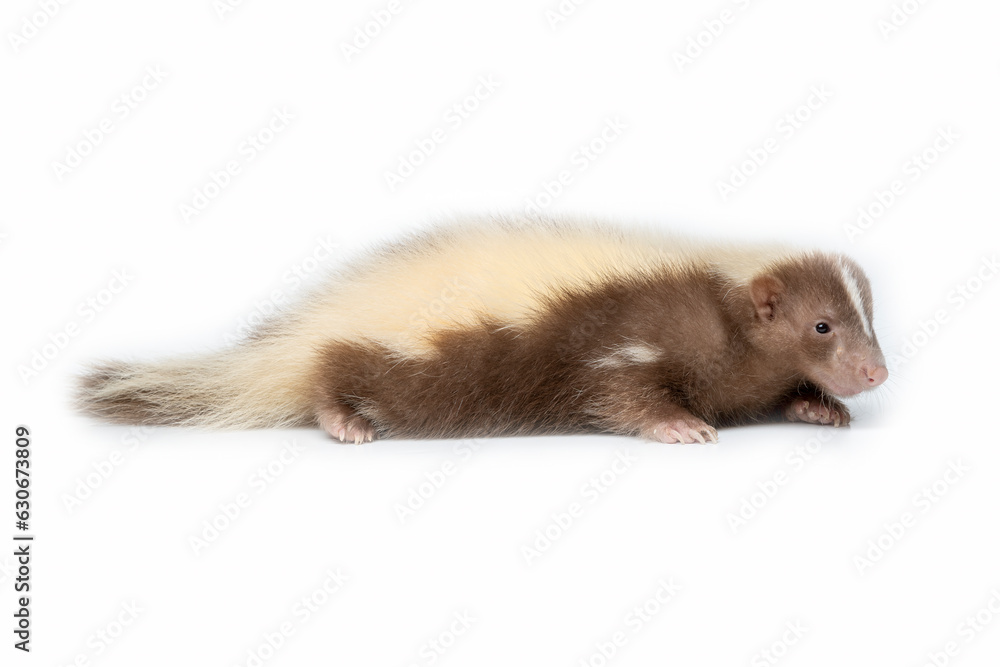 Skunk brown and cream-colored. The most common fur color of Skunks are black and white, and very few some skunks are brown and cream-colored. Skunk brown and cream-colored. The most common fur color of Skunks are black and white, and very few some skunks are brown and cream-colored.