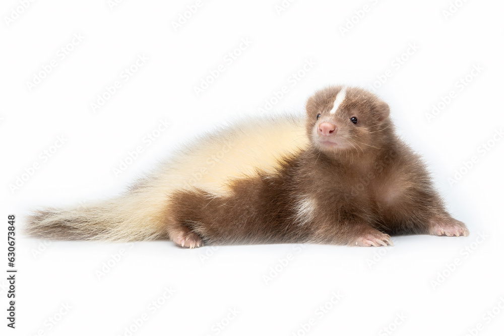 Skunk brown and cream-colored. The most common fur color of Skunks are black and white, and very few some skunks are brown and cream-colored. Skunk brown and cream-colored. The most common fur color of Skunks are black and white, and very few some skunks are brown and cream-colored.