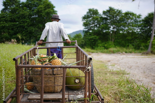 A farmer transports a crop of  piles of pineapples in a wheelbarrow