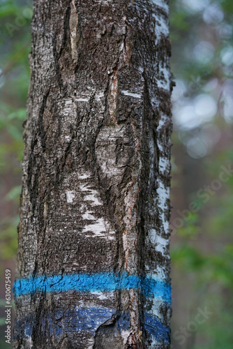 Fototapeta Naklejka Na Ścianę i Meble -  Drzewo z twarzą