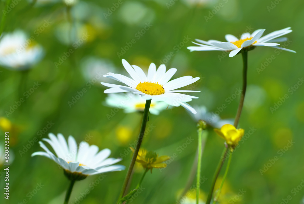 Camomiles Camomiles
