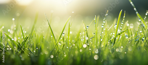 Macro Beauty  Water Drop Sparkle on Grass Blade in Sunlight  Morning Dew Artistry