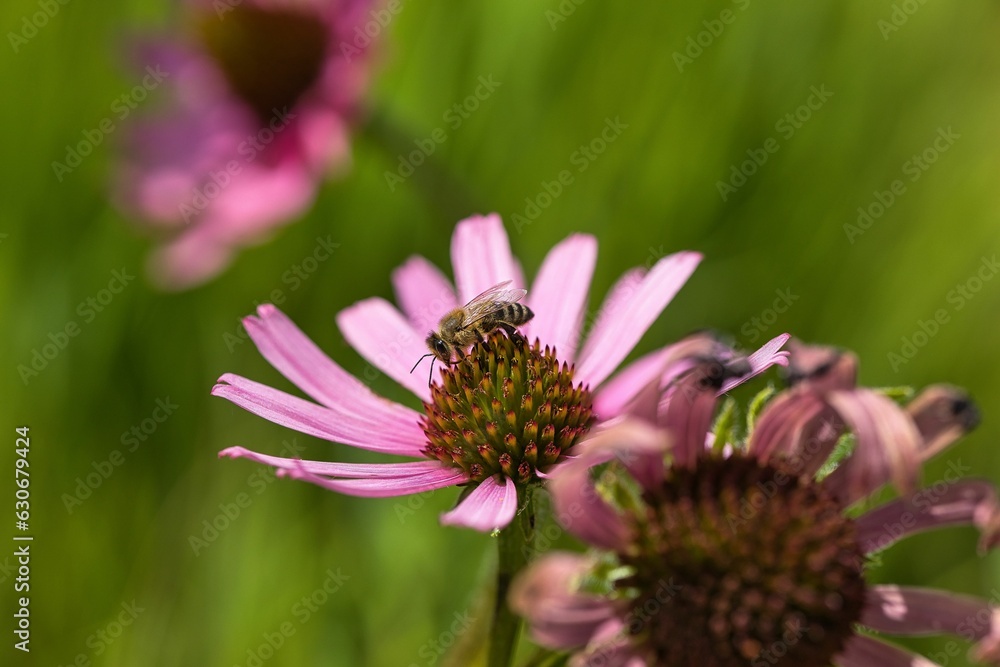 Biene auf Blume Biene auf Blume