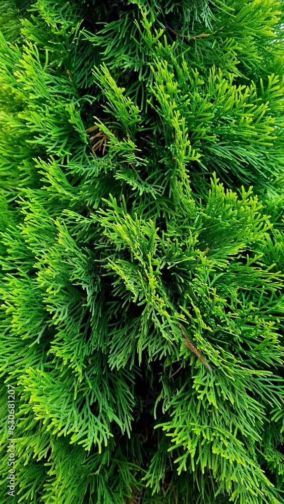 background of green fir branches background of green fir branches