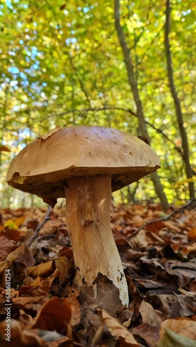 mushroom in the forest © marianna_p