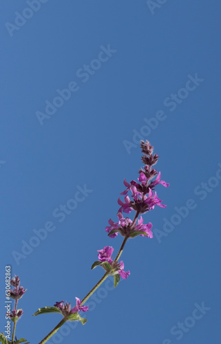 Flowers of the hedge woundwort (Stachys sylvatica) is a perennial herbaceous plant 