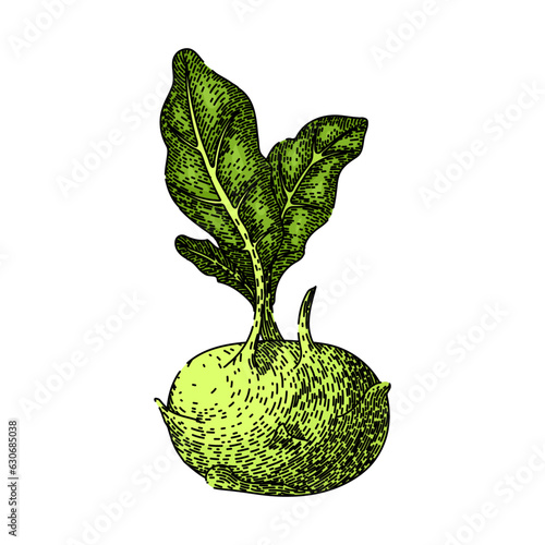 healthy kohlrabi green hand drawn. fresh natural, organic vegetarian, leaf harvest healthy kohlrabi green vector sketch. isolated color illustration