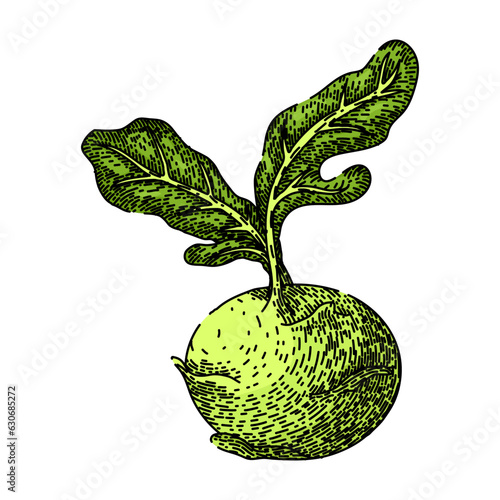 cabbage kohlrabi green hand drawn. food vegetable, healthy fresh, natural organic cabbage kohlrabi green vector sketch. isolated color illustration